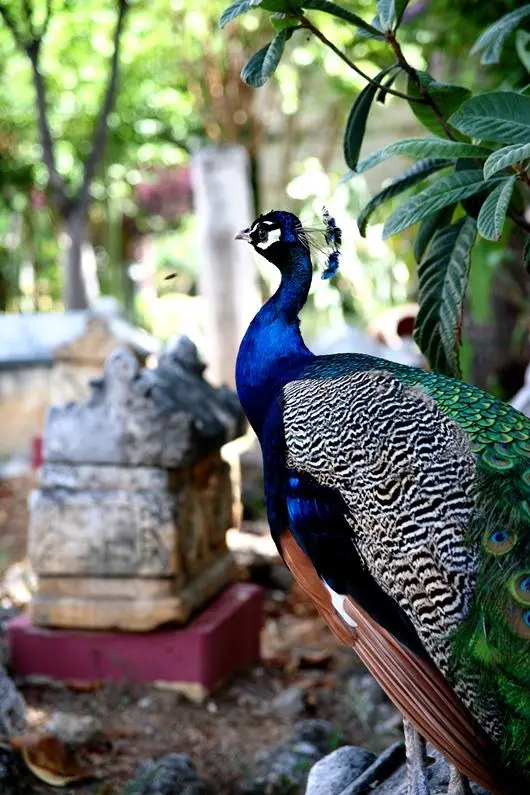 Alanya Arkeoloji Müzesi