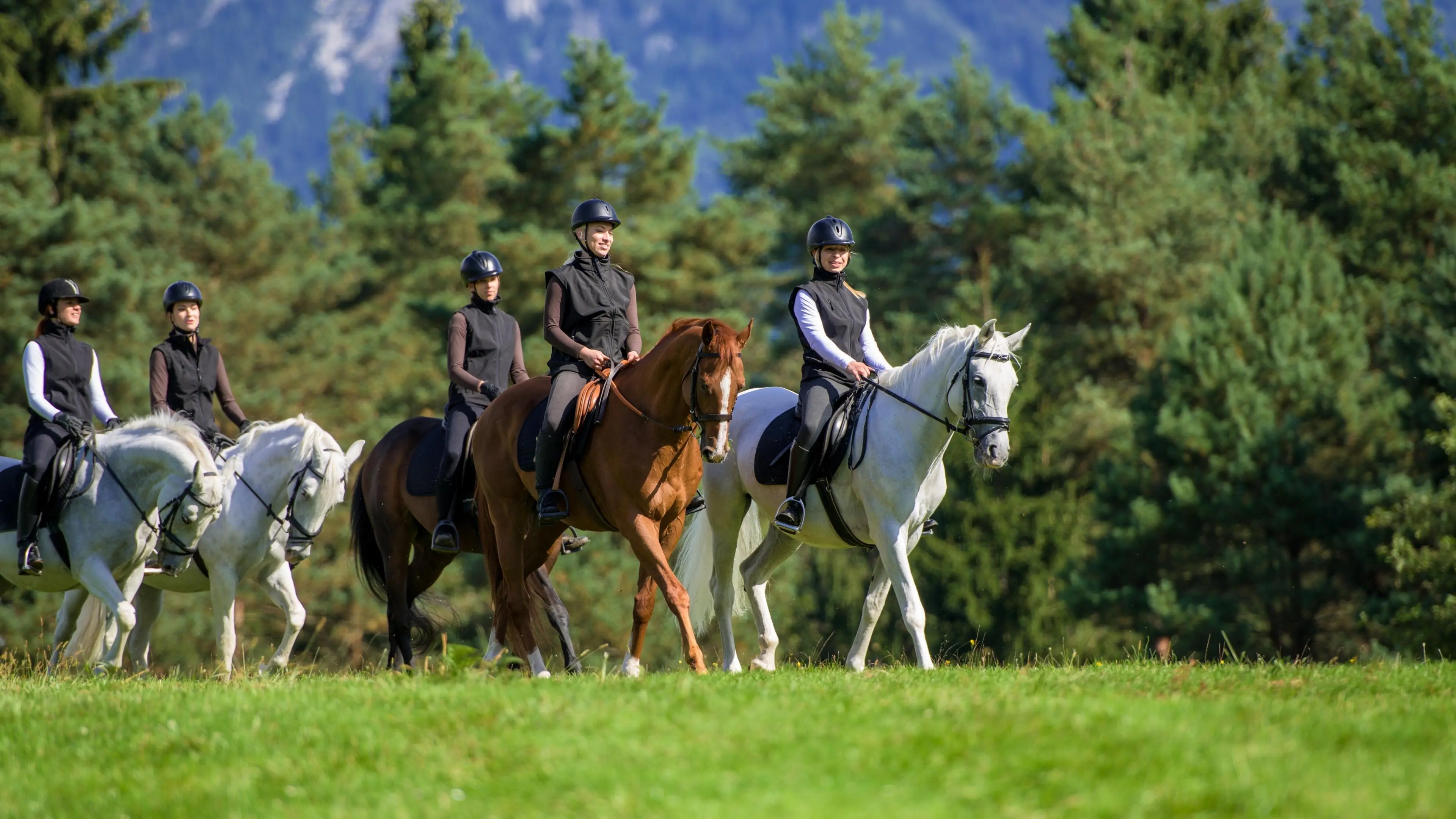 Jungle Horse Safari