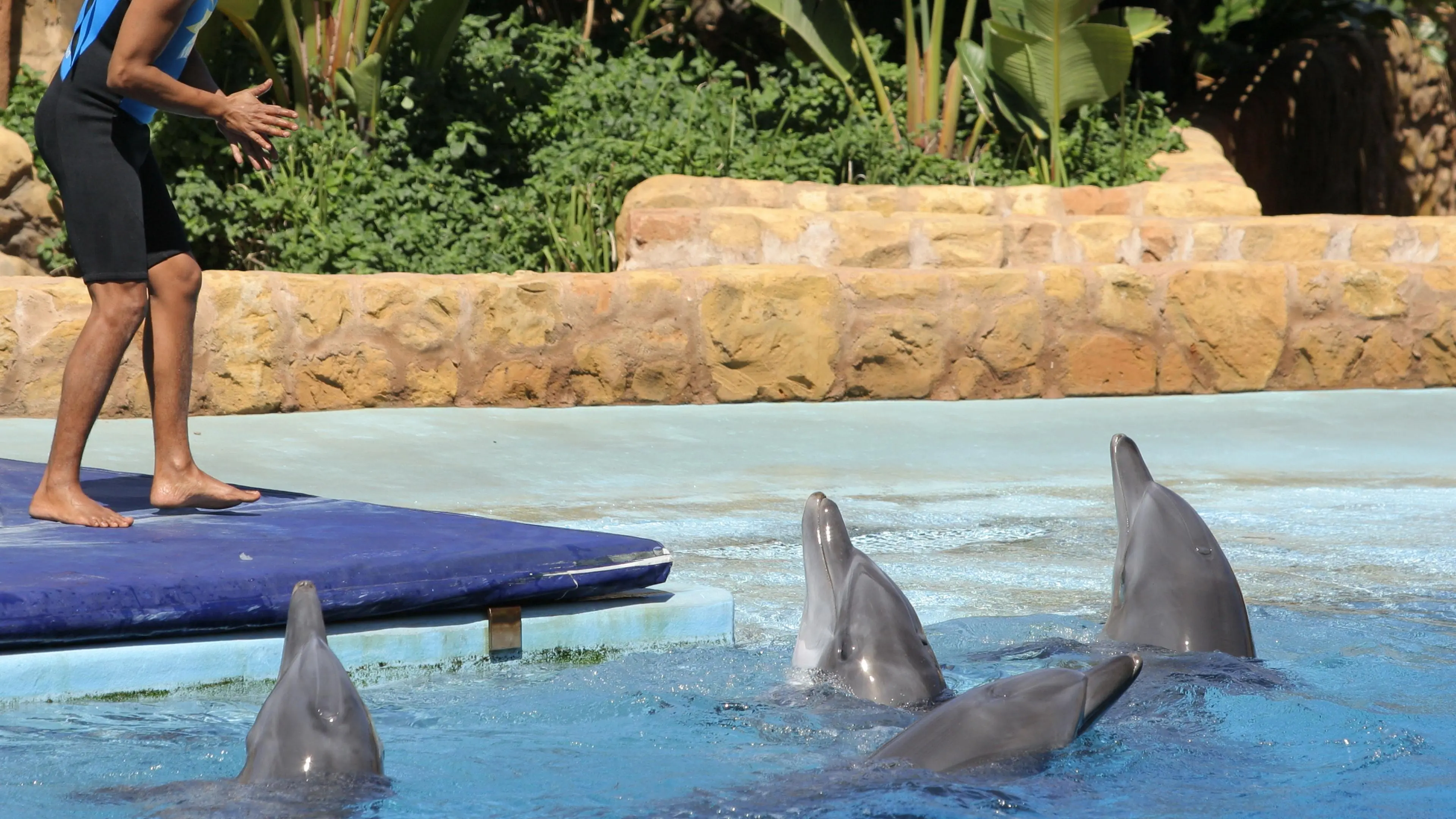 Dolphin Show