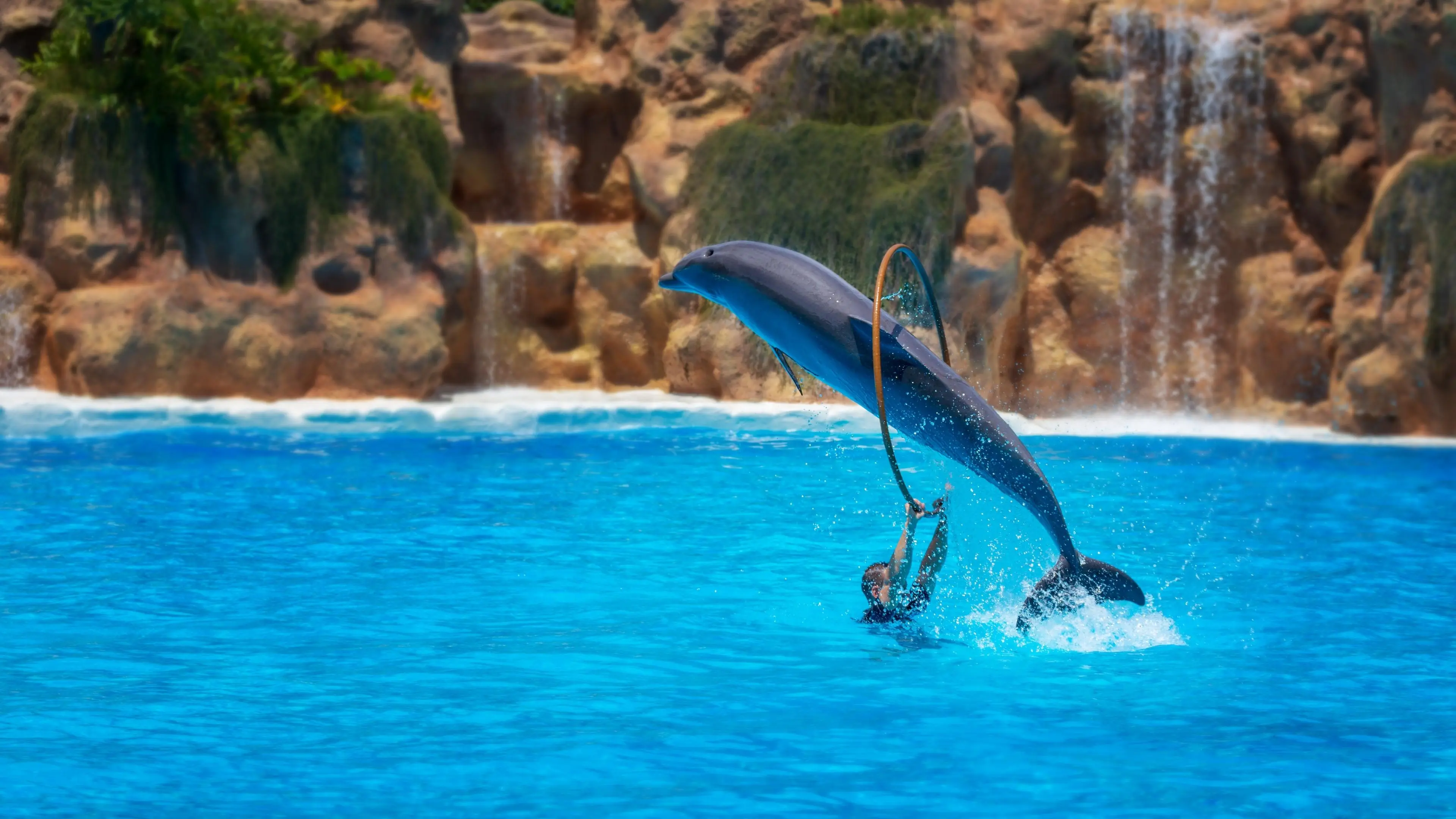 Dolphin Show