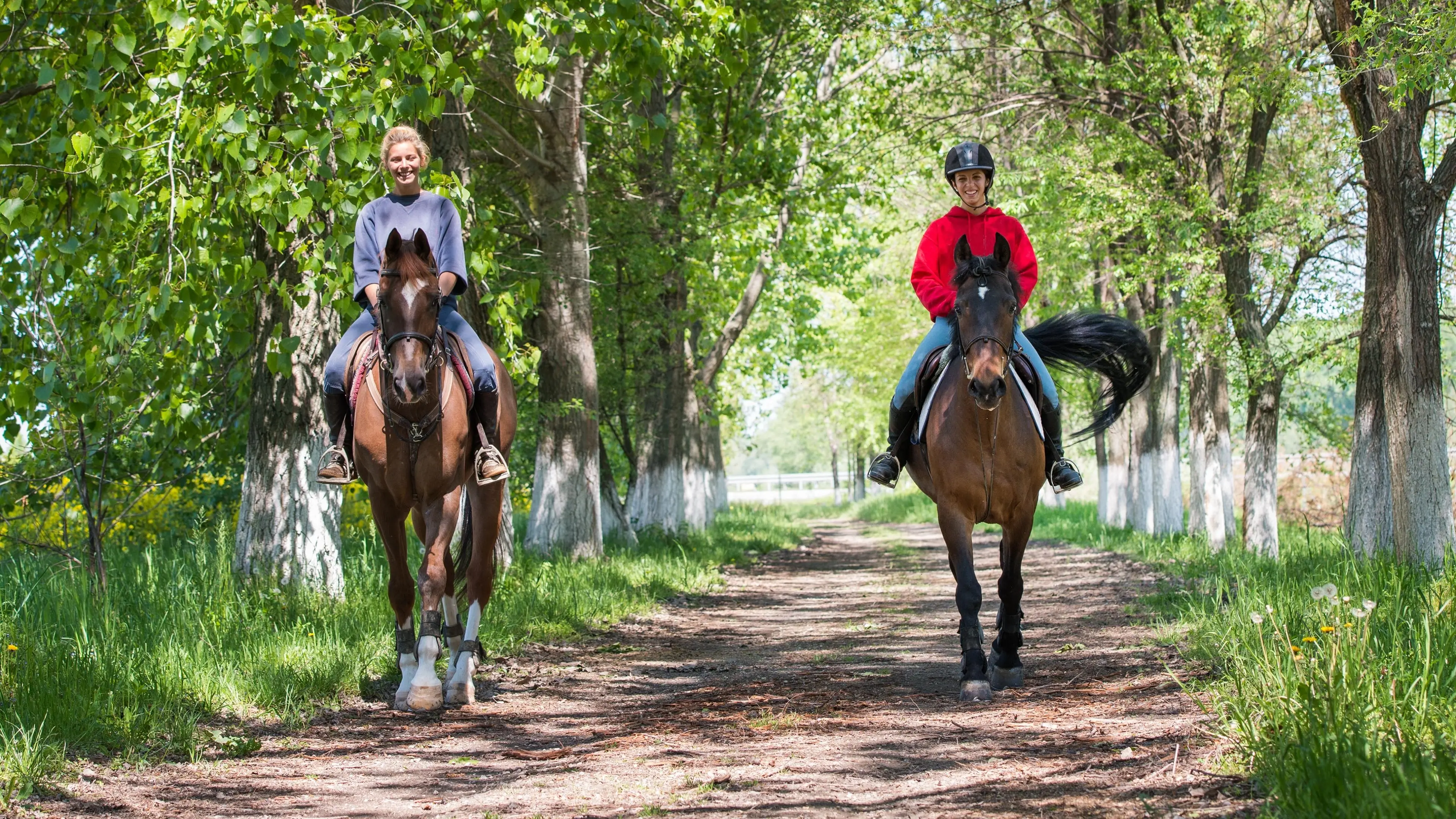 Jungle Horse Safari