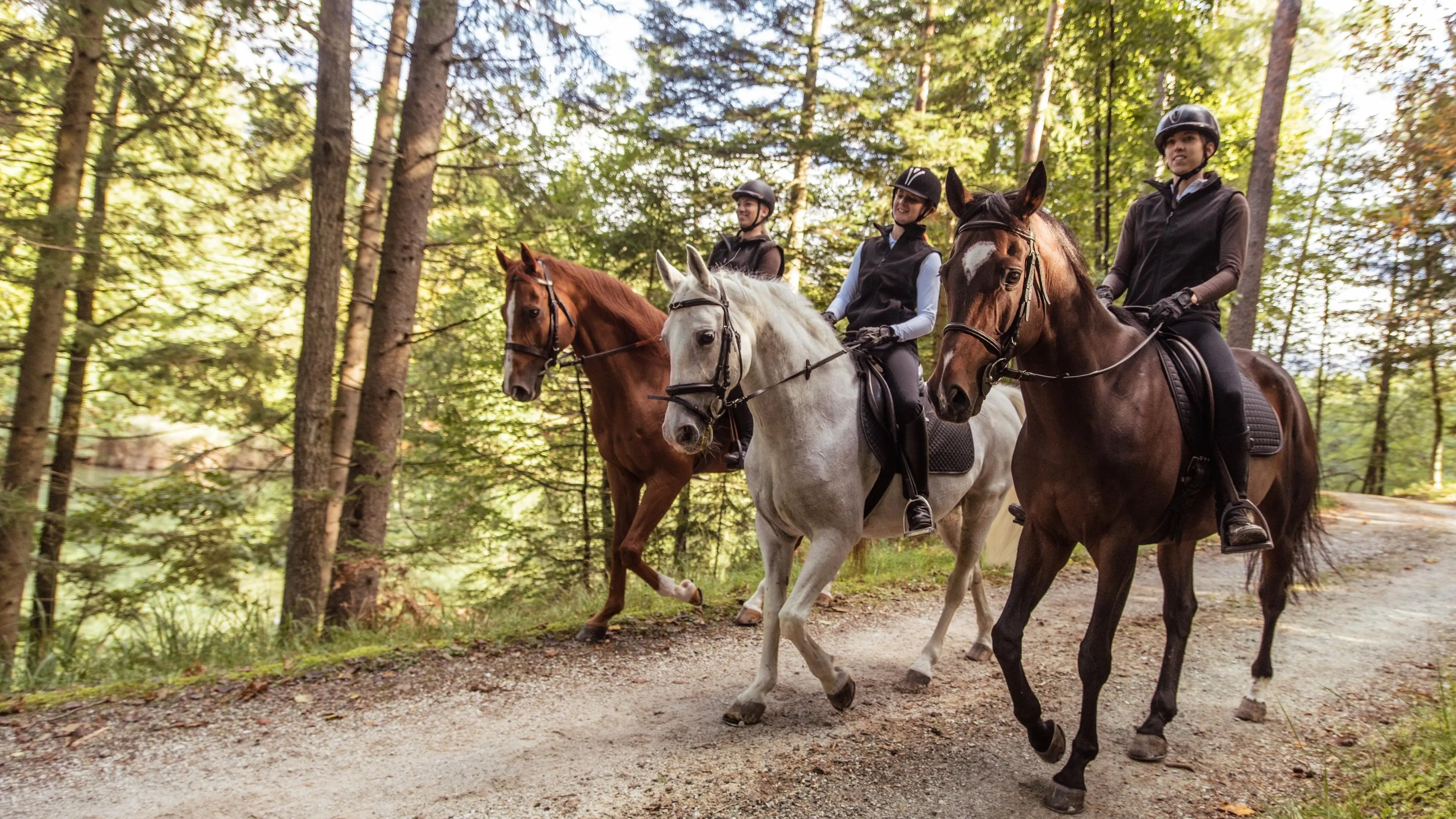 Jungle Horse Safari