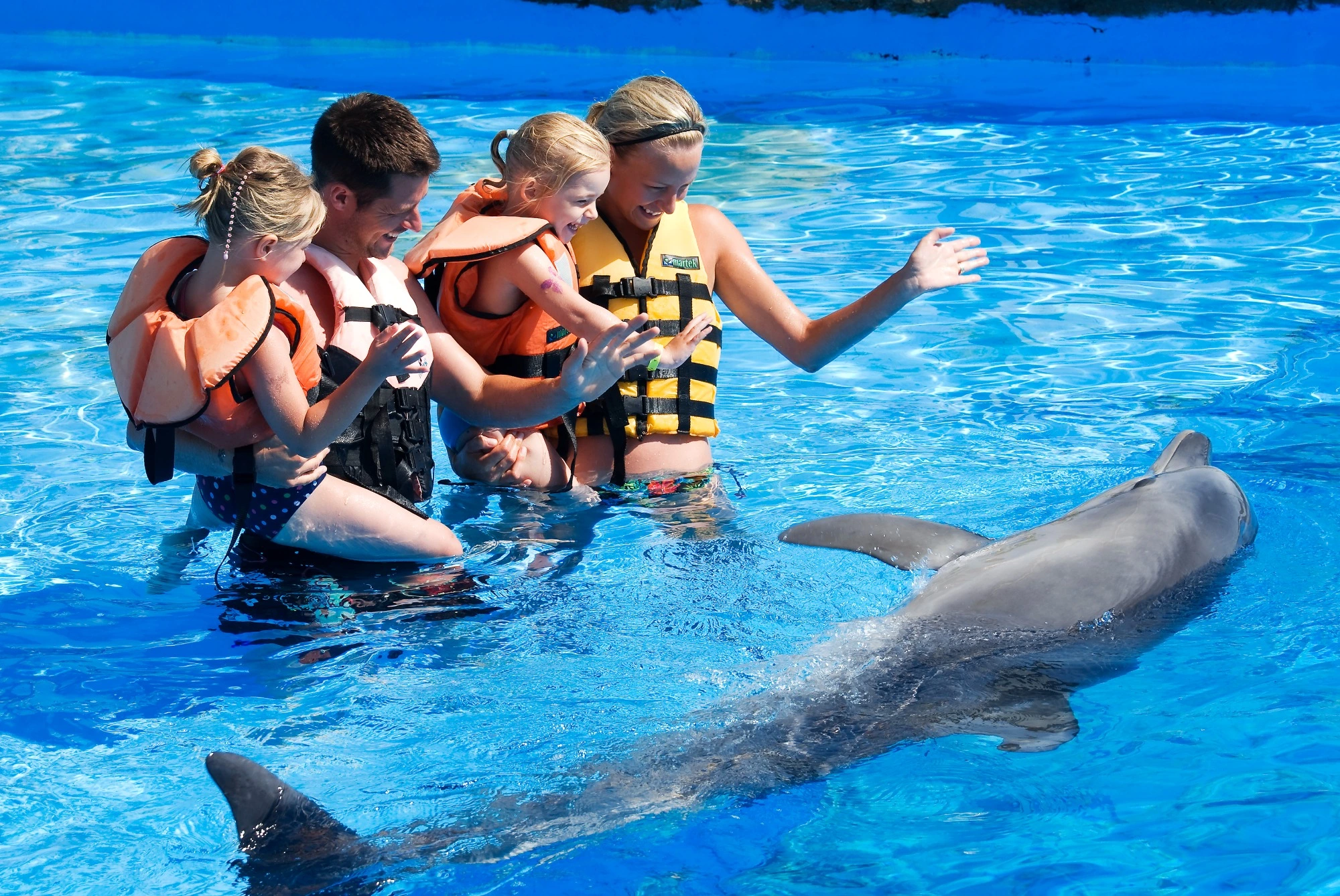 Dolphin Show