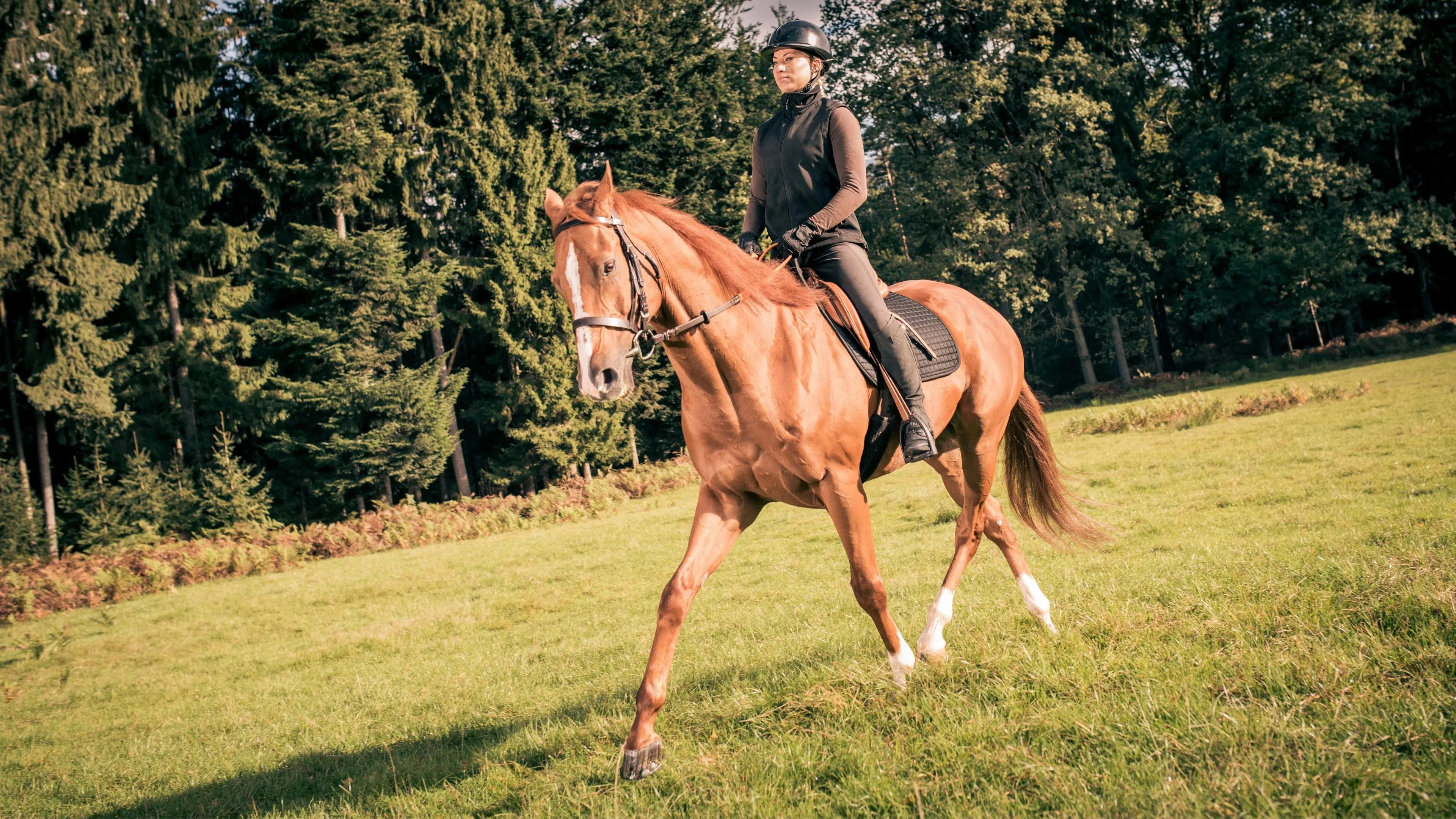 Jungle Horse Safari