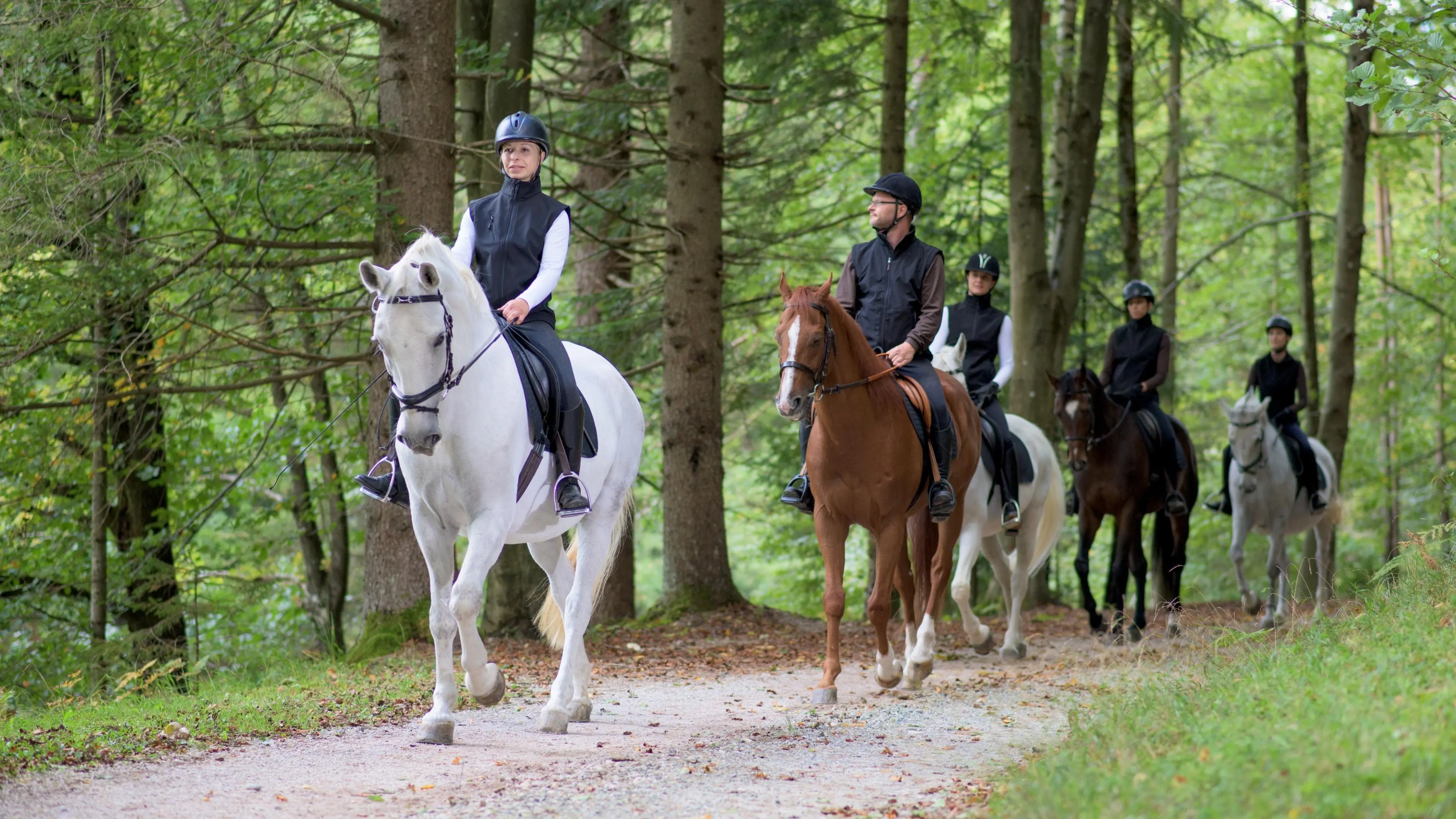 Jungle Horse Safari